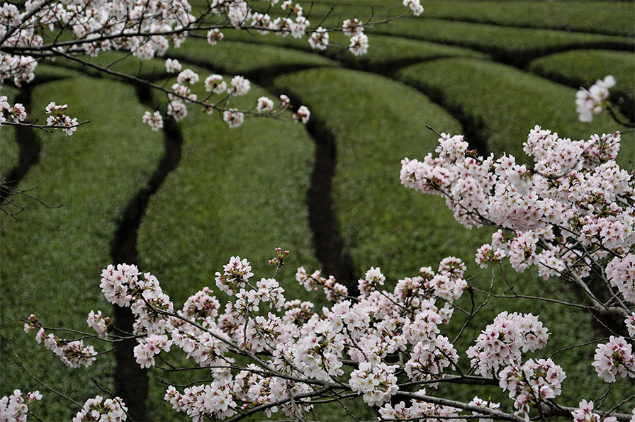 茶畑と桜のイメージ