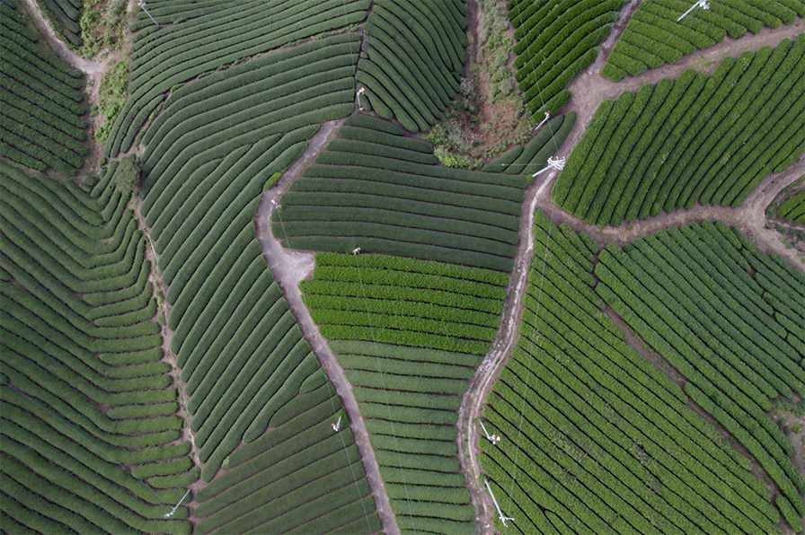茶畑の景観